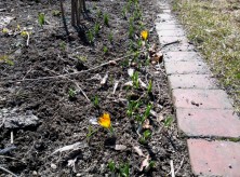 クロッカス　２０１５．３．２１